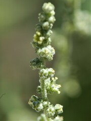 Chenopodium pratericola
