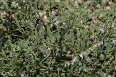 Chenopodium pratericola