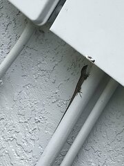 Anolis sagrei
