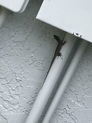 Anolis sagrei