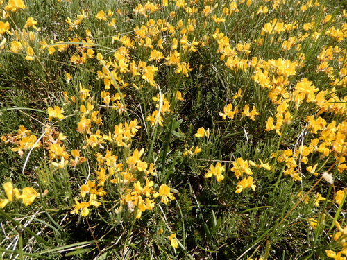 Image of Genista radiata by (c) Giuliana Pirotta, some rights reserved (CC BY)