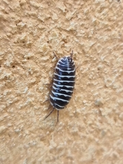 Armadillidium maculatum
