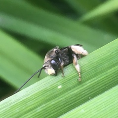 Melissodes bimaculatus