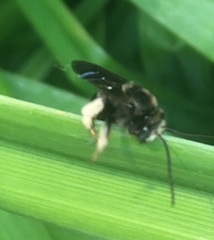 Melissodes bimaculatus
