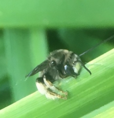 Melissodes bimaculatus