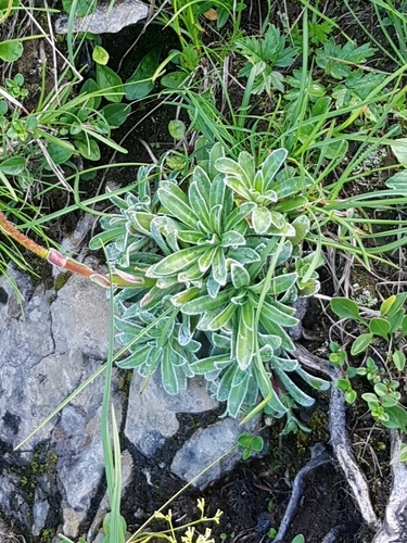 Image of Saxifraga hostii by (c) ahabo, some rights reserved (CC BY)