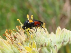 Macrosiagon flavipennis