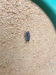 Armadillidium maculatum