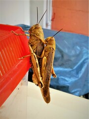 Anacridium aegyptium