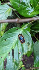 Mahanarva costaricensis