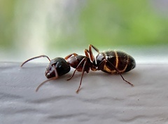 Camponotus nearcticus