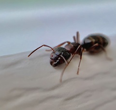 Camponotus nearcticus