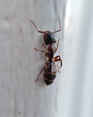 Camponotus nearcticus