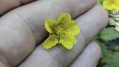 Potentilla grandiflora