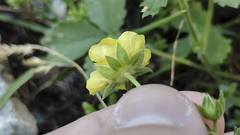 Potentilla grandiflora