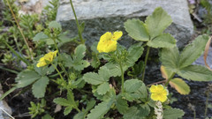 Potentilla grandiflora