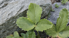Potentilla grandiflora