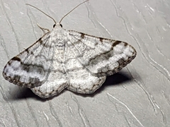 Digrammia denticulata