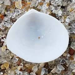 Abra aequalis
