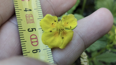 Potentilla grandiflora