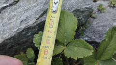 Potentilla grandiflora