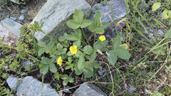 Potentilla grandiflora