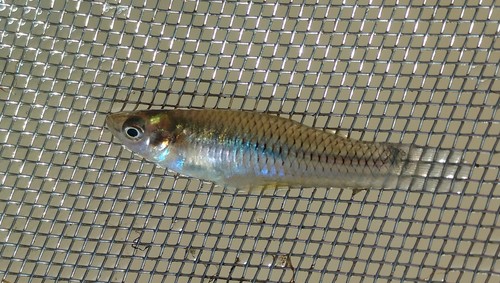 Spottail Killifish
