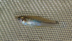 Pseudoxiphophorus bimaculatus