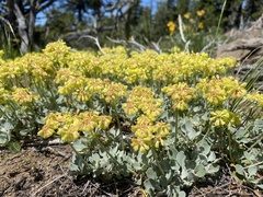 Eriogonum umbellatum modocense