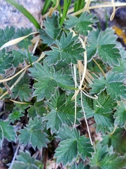 Potentilla nivea