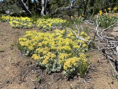 Eriogonum umbellatum modocense