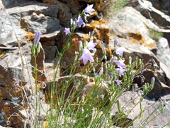 Campanula macrorhiza catalanica