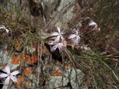 Dianthus pyrenaicus attenuatus