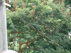 Dicrurus macrocercus