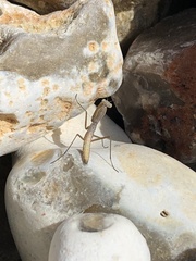 Mantis religiosa
