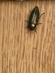 Buprestis striata