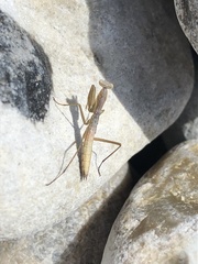 Mantis religiosa