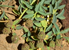 Euphorbia flavicoma