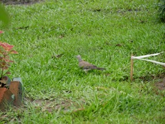 Streptopelia chinensis
