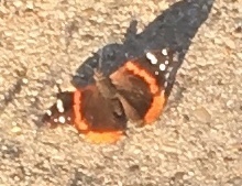 Vanessa atalanta