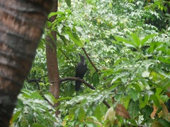 Corvus macrorhynchos