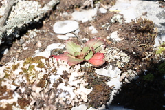 Micranthes virginiensis