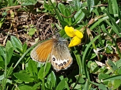 Coenonympha gardetta