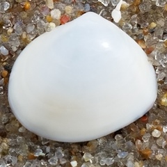 Abra aequalis