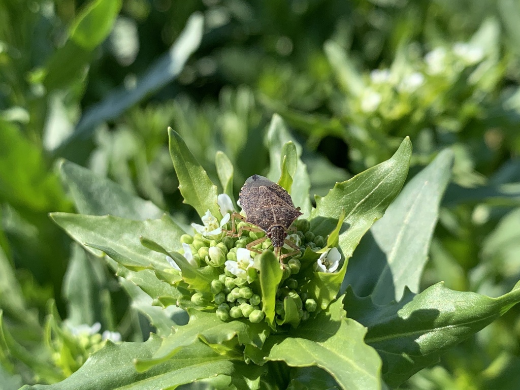 Normal Insects True Bugs from Normal, IL, US on April 4, 2021 at 11:48 AM by ...