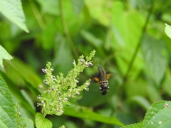 Macroglossum divergens