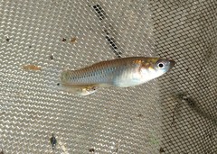 Pseudoxiphophorus bimaculatus