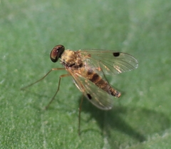 Chrysopilus modestus