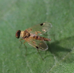 Chrysopilus modestus