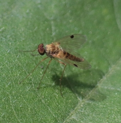 Chrysopilus modestus